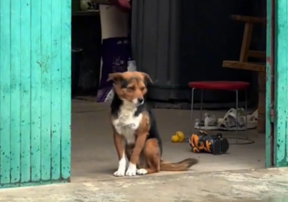 女子把狗子的鸡腿扔给了邻居家狗子。网友：狗不干的事儿，你全干了 