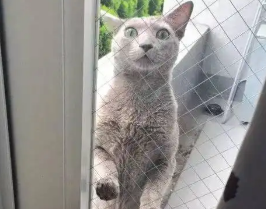 猫咪被主人关门外，表情让人笑喷：快给本喵开门