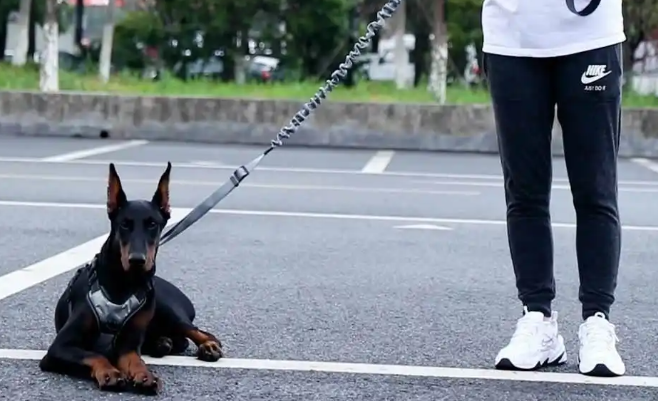 郑州养犬新规发布，牵绳短于 1.5 米须戴嘴套