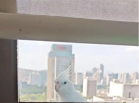 鹦鹉走失敲窗“求收留” 被赞聪明又有福