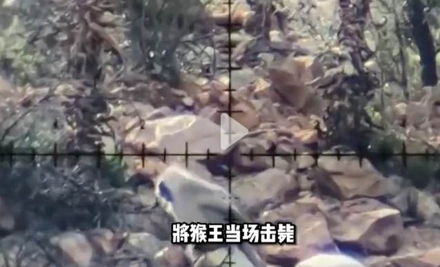 辟谣！“四川峨眉山发生人猴大战，游客坠崖，猴王被射杀”