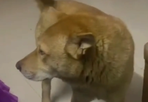 女子睡了一天，狗子饿坏了，将女子叫醒。狗：我准备去炒俩菜，你吃吗……