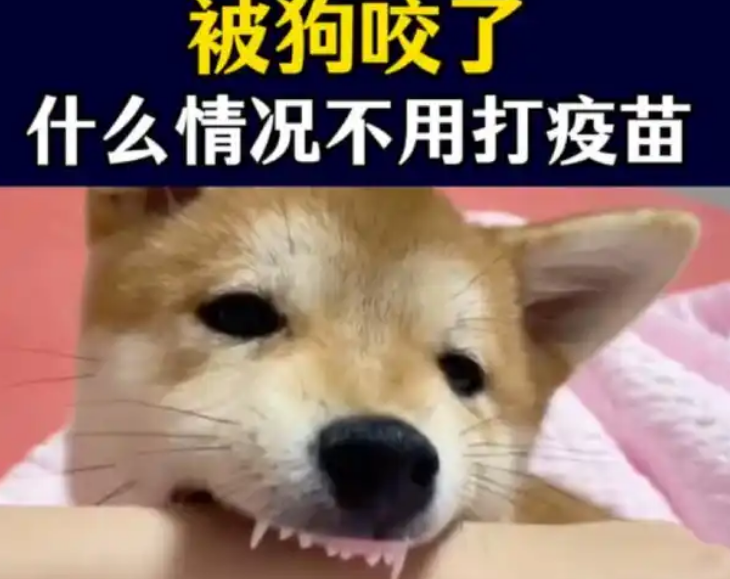 天热动物攻击性强 被猫狗咬伤尽早接种疫苗