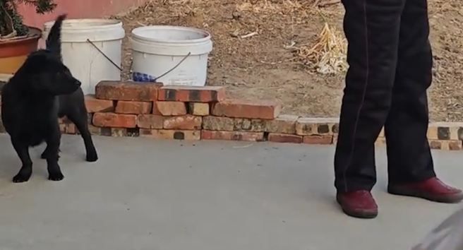 奶奶喊小狗回家，并未看到早已站在身后的狗子