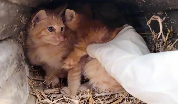 几只被遗弃小猫的绝望时刻，命运却因这一行动改变 