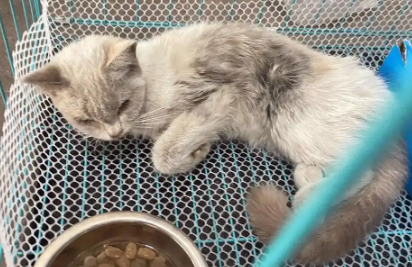 饿到走不动路的流浪猫，被带回家后不敢进门，一个月后颜值逆袭