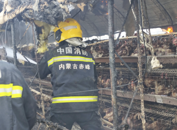 电线短路 内蒙古20000只活鸡无一存活 惨变“烤鸡”