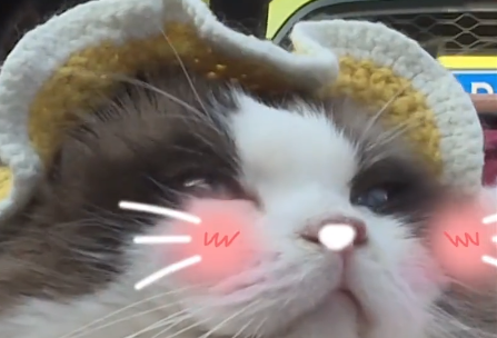 千只“毛孩子”T台走秀！