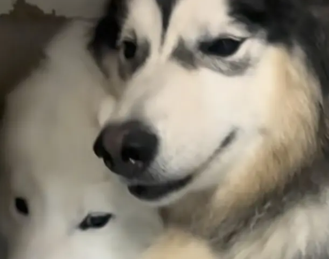 救命！狗子把猫舔成“芒果核”冲上热搜