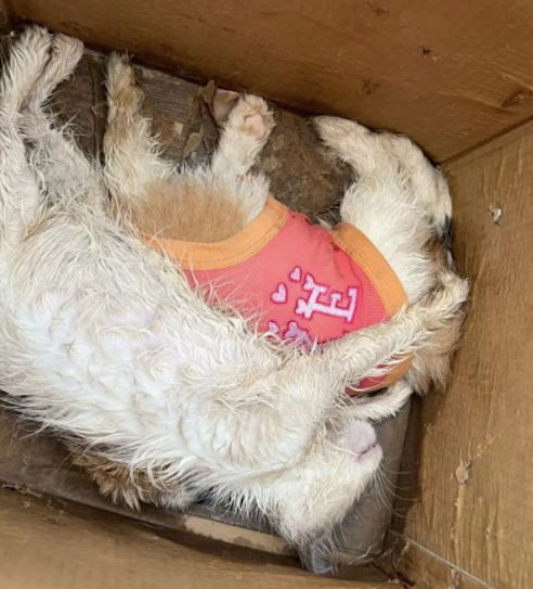 网约车将猫狗放密闭笼里，送到家时它们已经死了