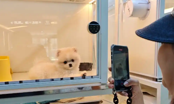 宠物店也“跑路”，宠物经济亟须“去泡沫”