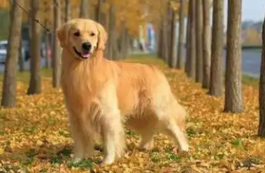 金毛犬化身婚姻和事佬