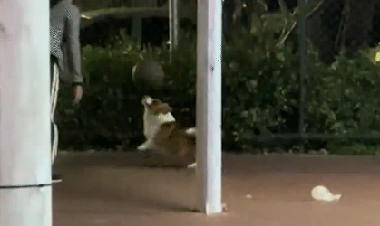 男子篮球场偶遇会顶球的柯基。网友：有尾巴的幸福小狗