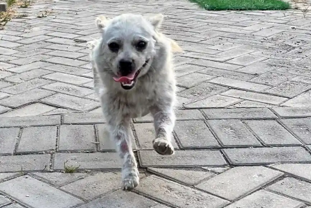 懂得感恩的流浪狗，却因外貌被人类嫌弃，带回家2个月后判若两狗