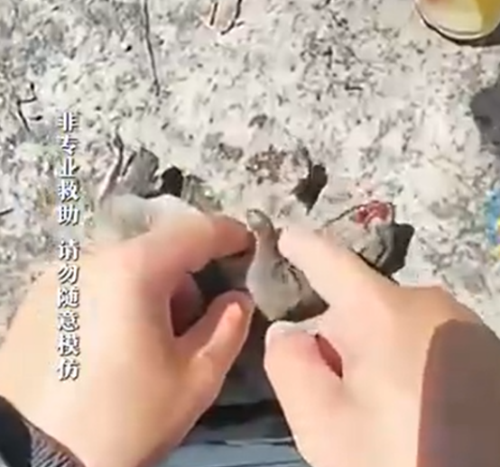 钓鱼佬碰到小松鼠奄奄一息 喂柠檬水按压胸口施救