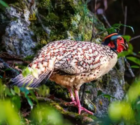 福建宁德：珍稀鸟类频繁现身 生态保护成效显著