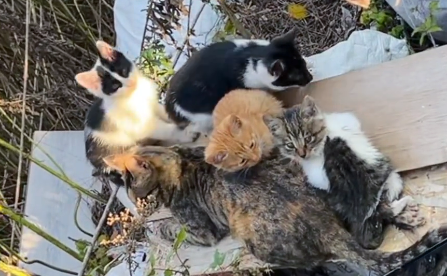 偶遇三条腿的流浪猫，叼着食物转身就跑，原来它把吃的留给了孩子