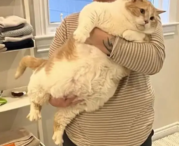 从43斤“煤气罐”到猫届彭于晏，这只橘猫完成了自己的猫生逆袭