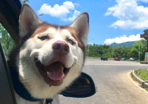 创新消费场景，宠物经济热潮涌动