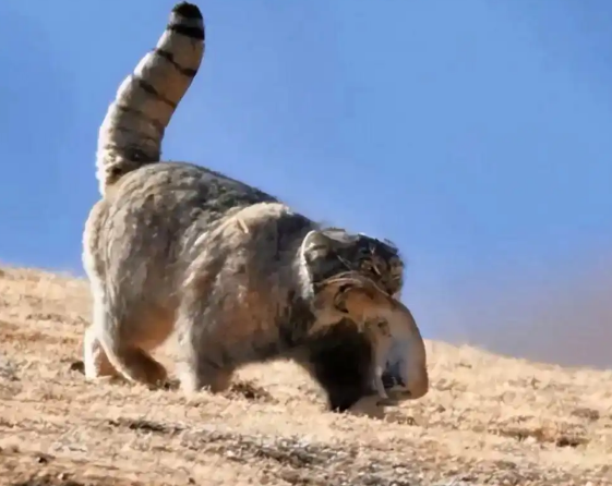 祁连山一只兔狲，叼着旱獭回巢，却被藏狐抢走