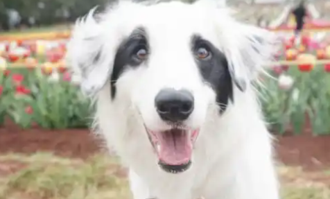 边牧因“丑陋”被遗弃，天生长有一双“熊猫眼”