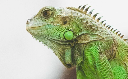 蛇、蜥蜴等爬宠能高铁托运吗？不能！只能托运宠物猫狗