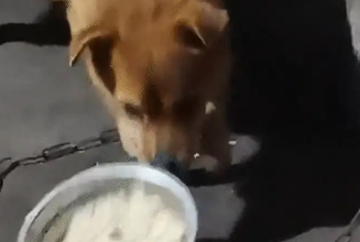 男子第一次给狗子做饭，狗子直接把盆掀了