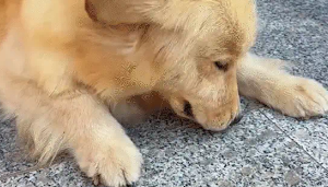 主人抓了只蝉给金毛玩，金毛一口吃掉了