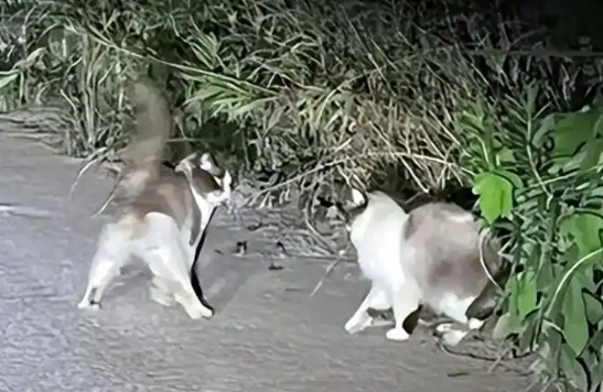 7只名贵猫被扔在垃圾堆等死！布偶蓝猫瘦成骨架