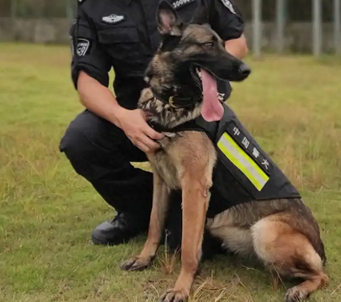 警营最美 “铲屎官” 王振纲：爱犬胜过爱自己