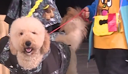 千只“毛孩子”T台走秀！