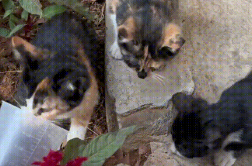 那只没有妈妈，缩在信箱里取暖的小流浪猫，终于遇到了爱它的人