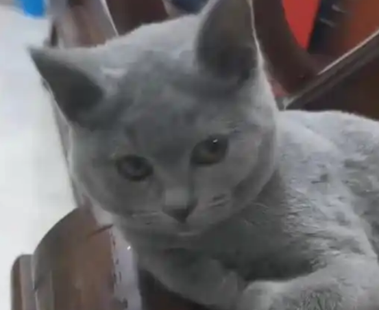 路遇一只毛发打结的猫，捡回去发现是蓝猫，网友：赚大了