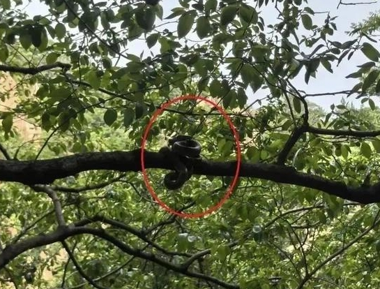 山东多地“蛇出没”！进高发期！日照农户家刚抓到2.8米长菜花蛇