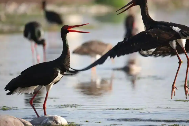 春季迁徙季基本结束 鸻鹬类鸟开始繁殖 崖沙燕回归石家庄
