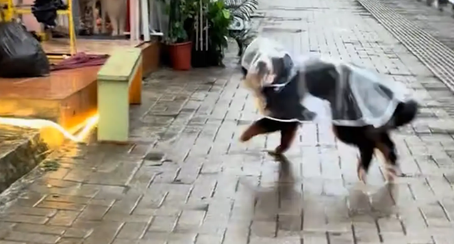 女子去狗咖找不到地方，老板派“店员”来接她