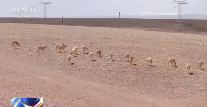 藏羚羊迁徙进行时！“高原精灵”踏上产仔之路