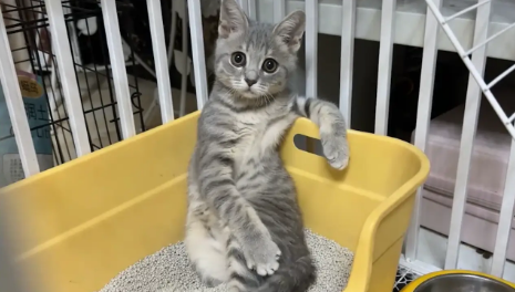 猫咪惬意的翘着二郎腿坐在猫砂盆里，猫：来杯82年的可乐