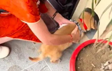 爷爷奶奶搬进新家，把捡到的流浪狗也一起带去！狗：好多仪式啊！