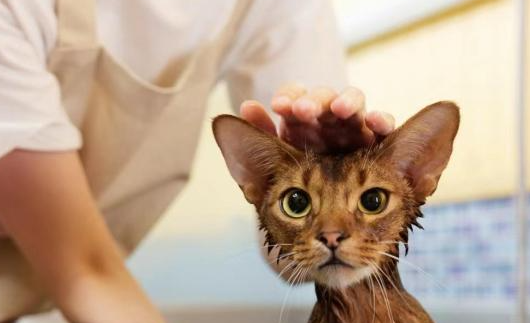 可再生的植物猫砂、宠物营养品等，宠物经济新赛道正热