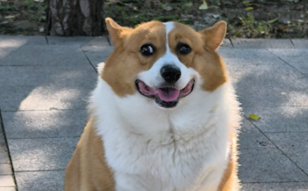 小狗凌晨多次被遗弃至路边绿化带，它曾狂奔3公里追主人