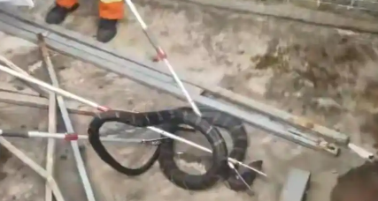 云南一村民家中发现剧毒眼镜王蛇，“数小时内可致命”