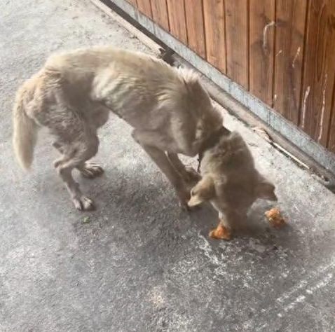 一只饿成皮包骨的狗狗，因生病留下后遗症不停抖