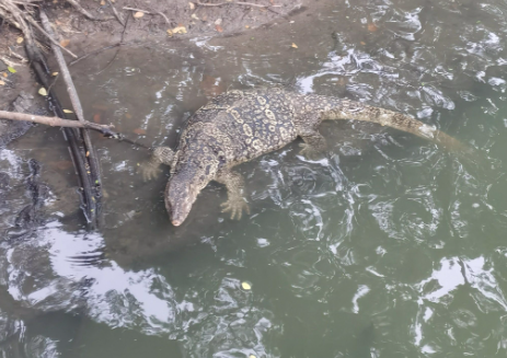 大蜥蜴闯入小区、眼镜蛇惊现街头 五指山消防迅速抓捕