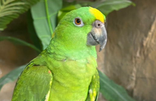 要弄清楚来历，切不可擅自饲养来历不明的鹦鹉