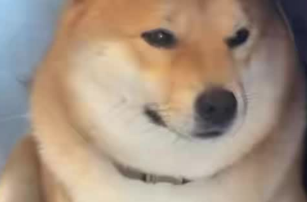 长沙一柴犬在寄养店蹊跷死亡，毛孩子的安全如何守护