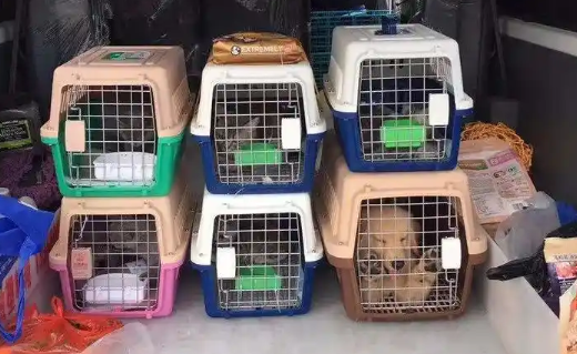 蛇、蜥蜴等冷血宠物能高铁托运吗？不能！