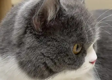 网购的宠物猫“货不对板”，能退一赔三吗？