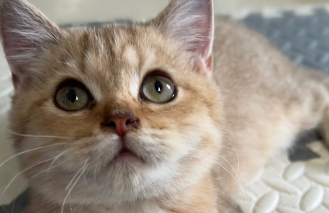 “云投喂”流浪猫：莫让商业利益大过社会公益