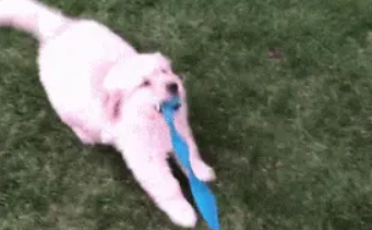 小金毛第一次外出，叼着牵绳努力遛人